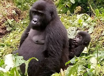 rwanda/muhazi-lake/landmark/rwanda-gorilla-trek