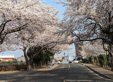 south-korea/jeju-city/aewol/landmark/cherry-blossom-tunnel