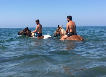 montenegro/ada-bojana/landmark/ada-bojana-horses