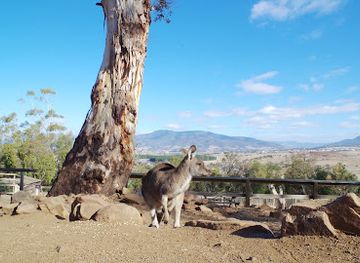 australia/mount-wellington/landmark/bonorong-wildlife-sanctuary