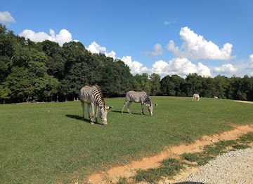 north-carolina/mooresville/landmark/lazy-5-ranch