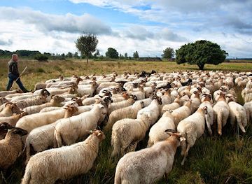 netherlands/drenthe-province/landmark/dwingelderveld-national-park