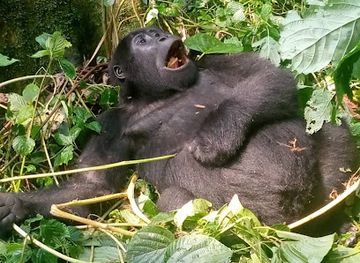 rwanda/mutara/landmark/rwanda-gorilla-trek