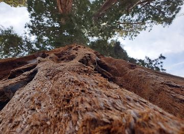 california/sequoia-national-park/landmark/mckinley-tree