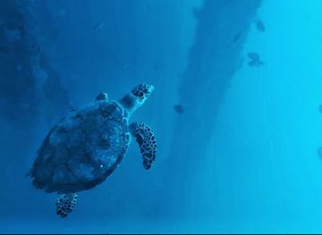 puerto-rico/big-island/landmark/mosquito-pier