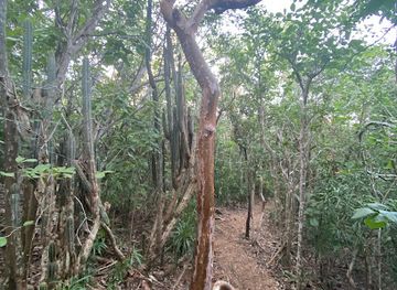 antigua-and-barbuda/fig-tree-drive/landmark/jones-valley-trail