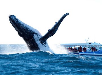 australia/byron-bay/landmark/out-of-the-blue-adventures