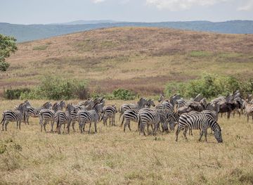 tanzania/masai-steppe/landmark/domestic-tourism-safaris