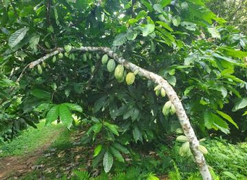 belize/punta-gorda/landmark/cacao-pulse