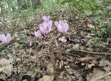 italy/molise/landmark/riserva-naturale-statale-montedimezzo