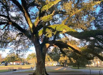 tennessee/mississippi-delta/landmark/friendship-oak