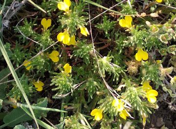 ukraine/sian-river/landmark/svyna-river