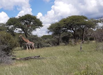 zimbabwe/hwange-national-park/landmark/davison-s-camp