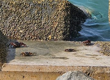 oman/masirah-island/landmark/meynaa-muraysis