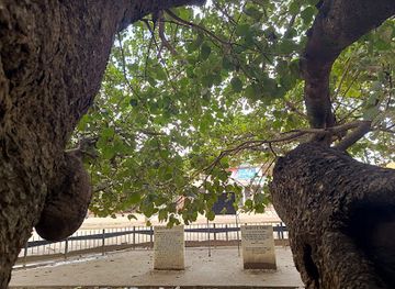 zambia/central-province/landmark/the-big-tree-national-monument