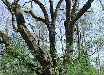 hungary/somogy/landmark/somogyfajszi-magyar-koris