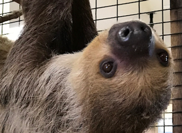 kentucky/outer-bluegrass/landmark/wendt-s-wildlife-adventure