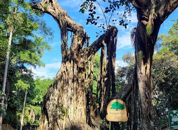 jamaica/port-maria/landmark/the-world-famous-dunn-s-river-falls-park