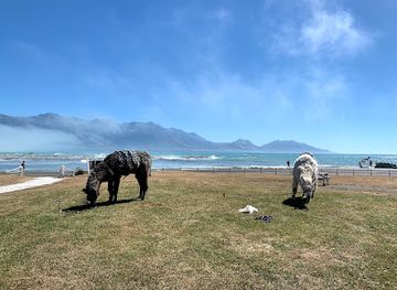 new-zealand/kaikoura/landmark/kaikoura-llama-trekking