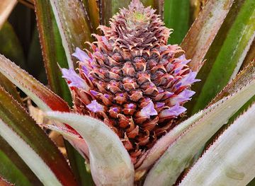 antigua-and-barbuda/saint-philip/landmark/grant-s-claremont-farms