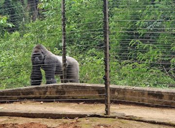 cameroon/dja-faunal-reserve/landmark/parc-de-la-mefou-ape-action-africa
