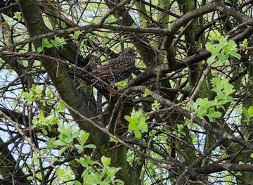 romania/valcea/landmark/ramnicu-valcea-vladesti