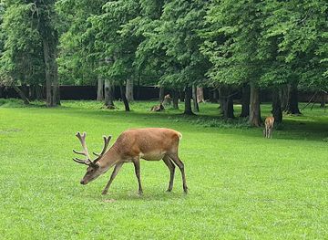 poland/białowieża-forest/landmark/rezerwat-pokazowy-zubrow