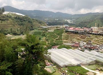 malaysia/cameron-highlands/landmark/cameron-highland-butterfly-farm