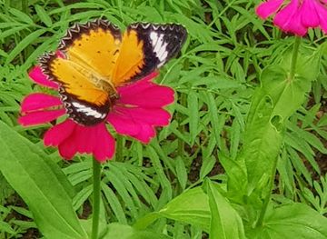 cambodia/kep-province/landmark/kep-butterfly-garden