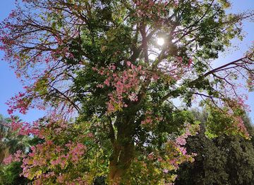 spain/malaga/landmark/kapok-tree