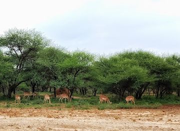 botswana/moremi-game-reserve/landmark/gaborone-game-reserve