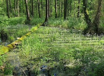 poland/białowieża-forest/landmark/the-bialowieza-clearing