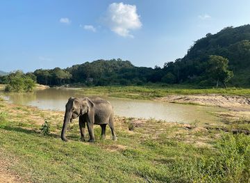 sri-lanka/minneriya-national-park/landmark/hurulu-eco-park-wild-elephant-safari