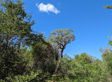 madagascar/ranomafana-national-park/landmark/reserve-reniala