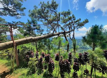 philippines/western-visayas/landmark/bucari-pine-forest