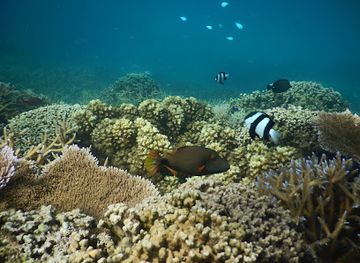 samoa/gaga-ifomauga/landmark/palolo-deep-marine-reserve