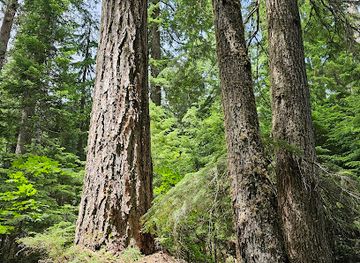oregon/linn-county/landmark/hackleman-old-growth-grove