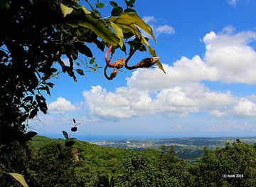 jamaica/liguanea-plains/landmark/ahhh-ras-natango-gallery-and-garden