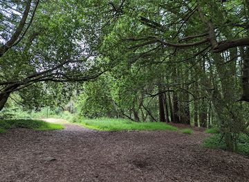 california/oakland/landmark/site-of-blossom-rock-navigation-trees