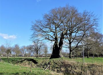 netherlands/gelderland/landmark/oudste-eik-van-nederland