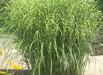 delaware/blackbird-state-forest/landmark/delaware-state-forest-entry