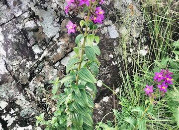 tanzania/bukoba/landmark/kiroyera-tours