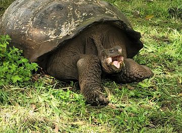 ecuador/galapagos-islands/landmark/el-chato-ranch-giant-tortoise-reserve