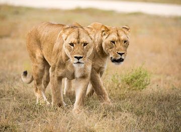 australia/yorke-peninsula/landmark/monarto-safari-park