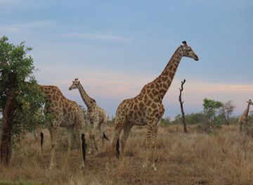 south-africa/lowveld/landmark/khalanga-safaris-pty-ltd