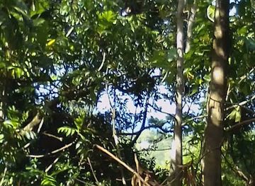 jamaica/port-antonio/landmark/harris-valley