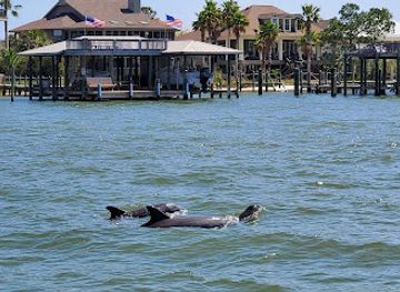 alabama/orange-beach/landmark/dolphin-cruise-aboard-dolphin-tales