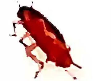 british-virgin-islands/norman-island/landmark/cockroach-island