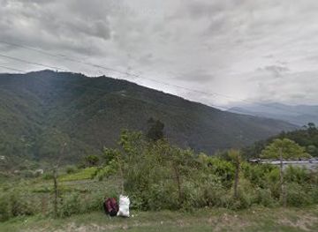 bhutan/chhukha-district/landmark/tokha-cypress