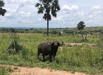 uganda/gulu/landmark/lettuce-tours-and-travel-uganda